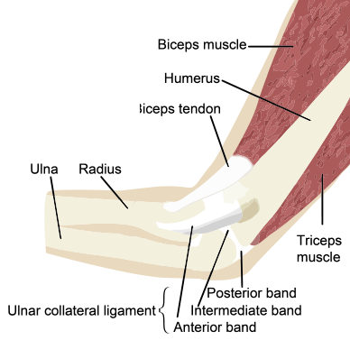 elbow_diagram - Lake Pointe Orthopaedics | Orthopedic Surgery and ...