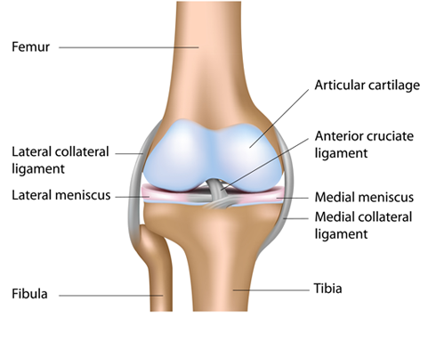 rockwall knee specialist