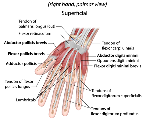 Hand & Wrist Injury - Specialties - Lake Pointe Orthopaedics